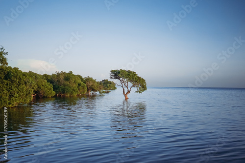 Lonely tree on the lake 