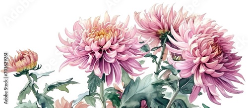 Pink chrysanthemum flowers in a hand-drawn watercolor.