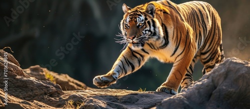 Bengal tiger demonstrating strength and agility as a wild predator. photo
