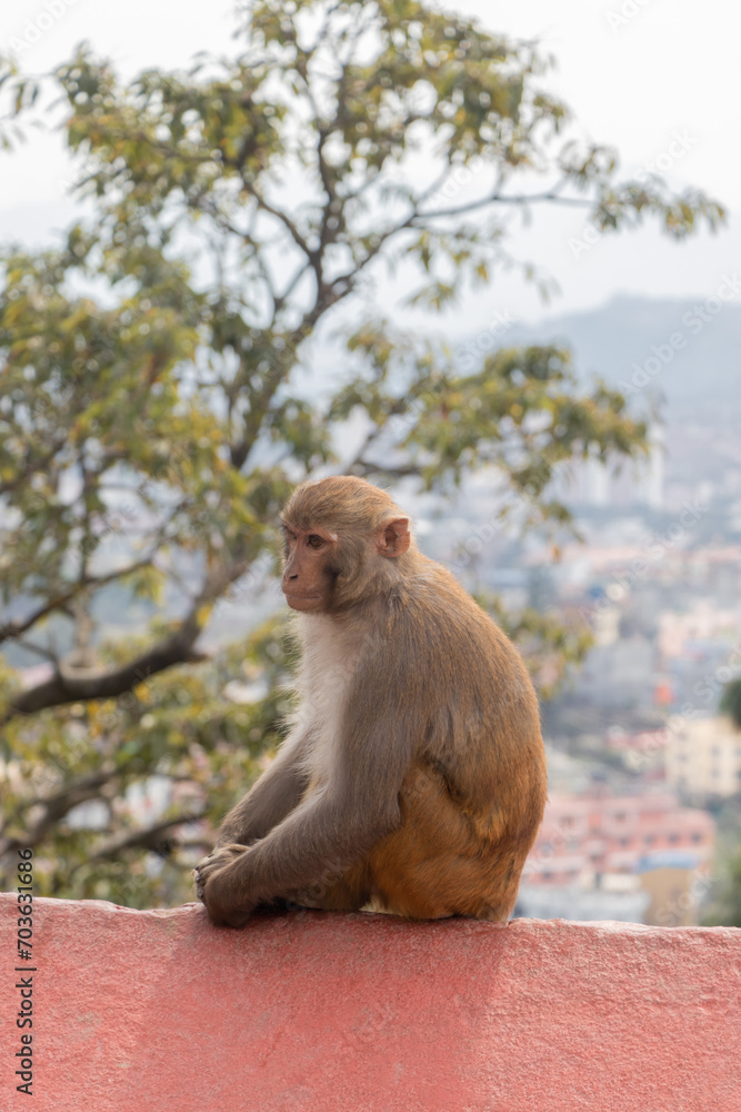 Fototapeta premium Monkey seen at Swayambhunath, the World Heritage Site declared by UNESCO
