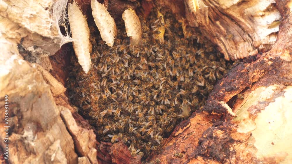 bee hive in a red gum tree hollow on a farm in australia. native bee