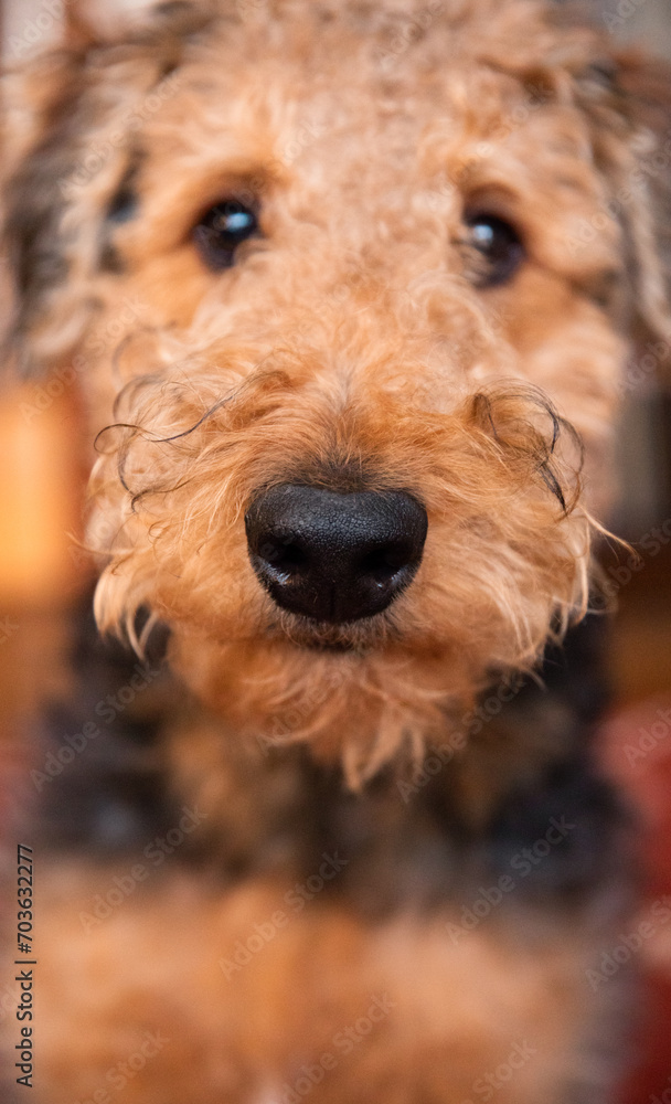 Close up of dog nose | Airedale Terrier puppy snout Close up of dog nose | Airedale Terrier puppy snout