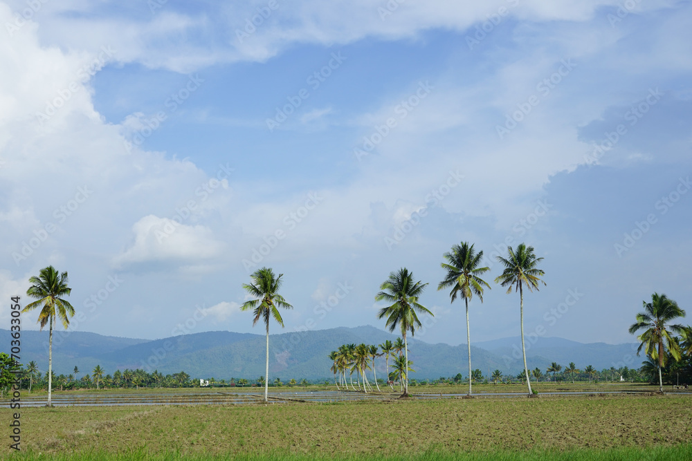 Panoramic Green Rice Fields with mountains in the background in South Sulawesi, Indonesia Panoramic Green Rice Fields with mountains in the background in South Sulawesi, Indonesia