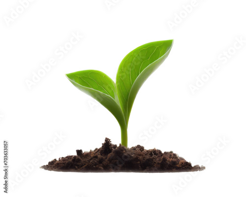 Green sprouts growing