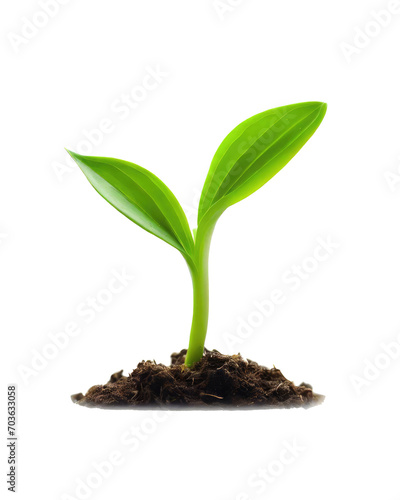 Green sprouts growing