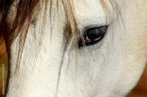 Window to the Soul of a Wild Horse