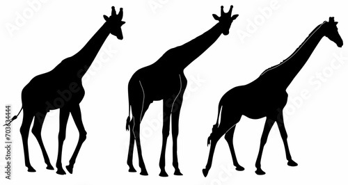 set of vector silhouettes of giraffes, on a white background