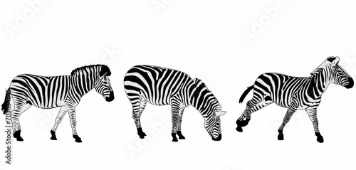 vector set of zebra silhouettes  with white background
