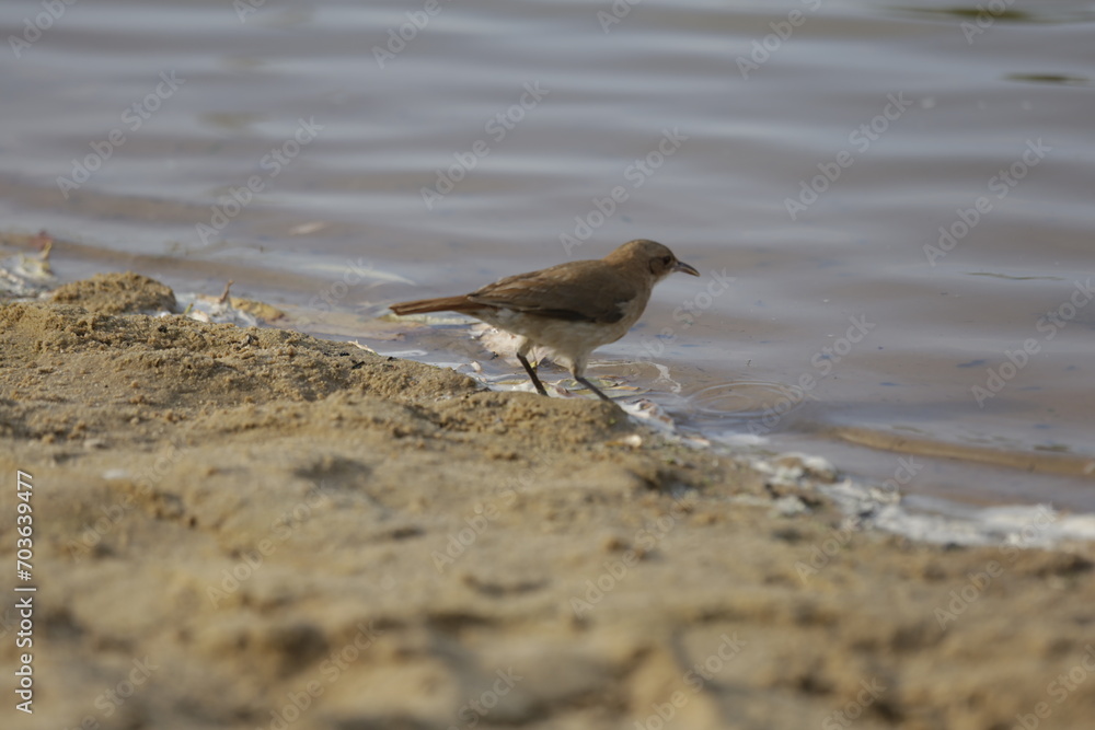 Pajaro Pajaro