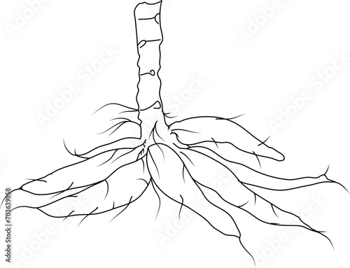 Cassava tuber vector sketch. Botanical design of manioc