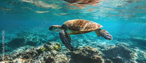 Hawaiian turtle in turquoise ocean water swimming above reef.