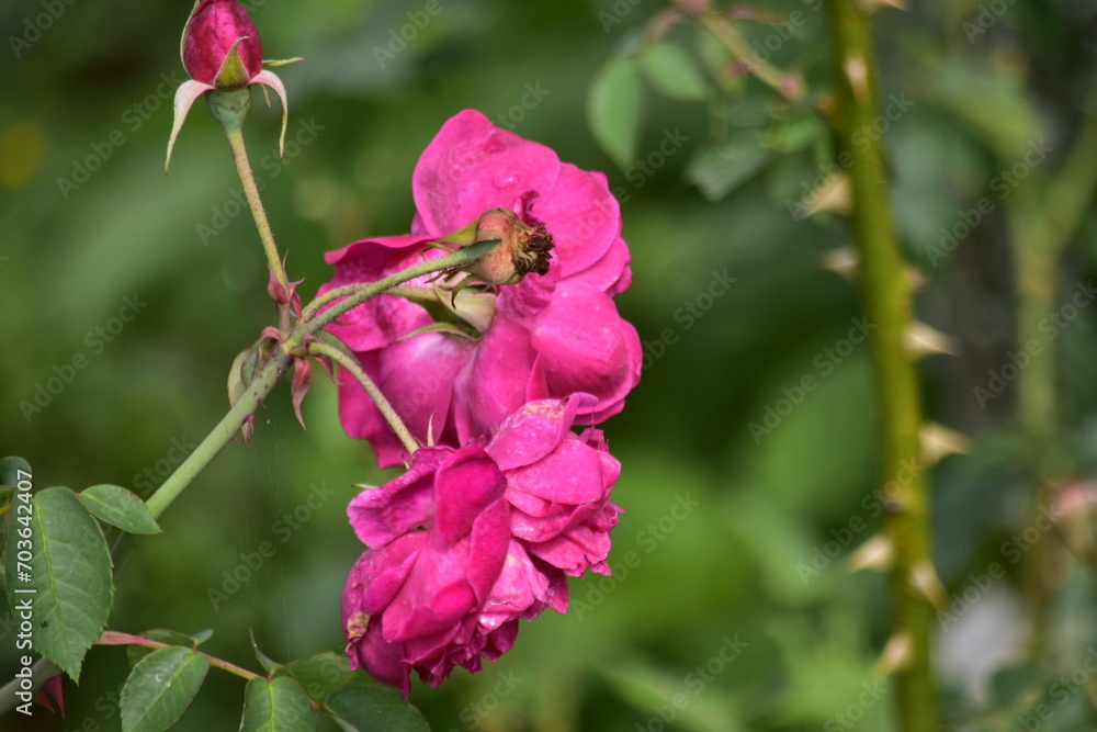 The beauty of roses that grow in the high areas of Semarang Regency The beauty of roses that grow in the high areas of Semarang Regency