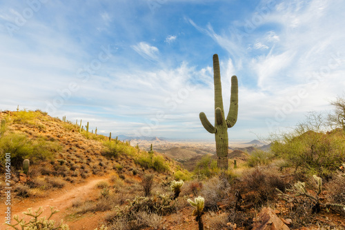 Mountain top saguaro cactus in Scottsdale, Arizona with a blue sky photo