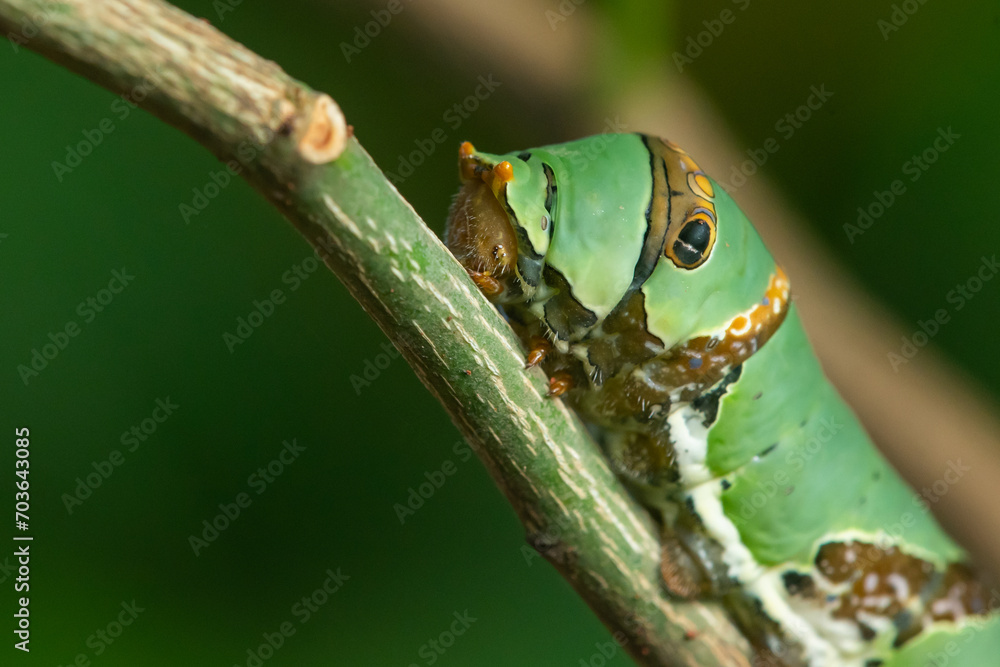Obraz premium A lime swallowtail butterfly caterpillar crawling on a branch, with natural bokeh background 
