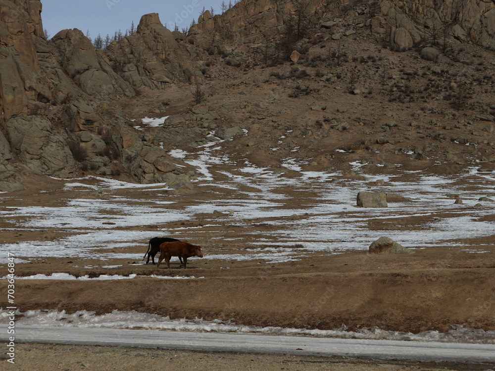 Fototapeta premium 동물 말 몽골 들판 풍경