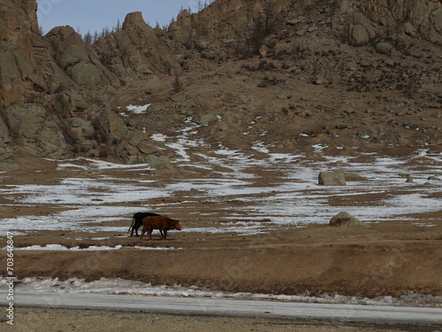 동물 말 몽골 들판 풍경