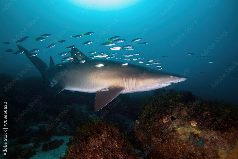Fototapeta premium sand tiger shark (grey nurse shark) accompanied by small fish