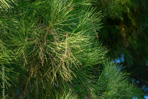 green branches of a coniferous tree as a background 3