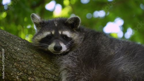 Close up view of a raccoon sitting on a tree and looking around photo