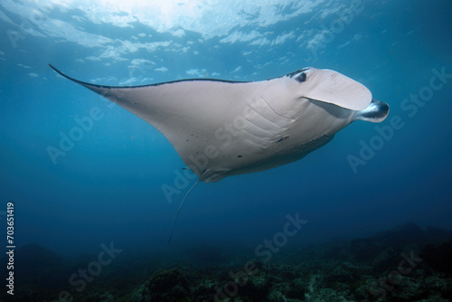 Manta ray swimming at the reef in crystal-clear water