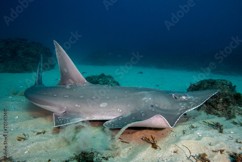 smoothnose wedgefish resting at the sandy bottom