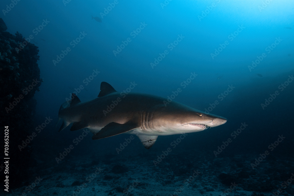 sand tiger shark (grey nurse shark) 