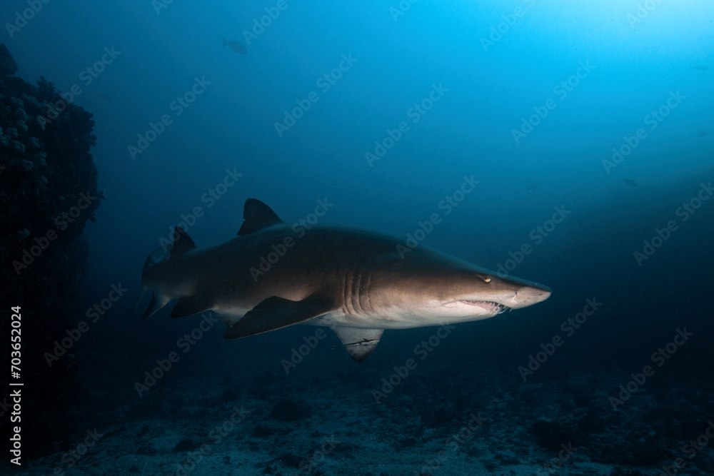 Obraz premium sand tiger shark (grey nurse shark)