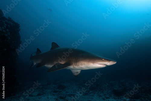 sand tiger shark (grey nurse shark) 