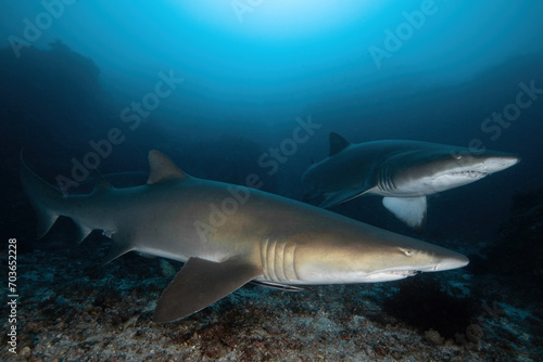 two sand tiger sharks (grey nurse sharks) cruising the rocky bottom of the ocean