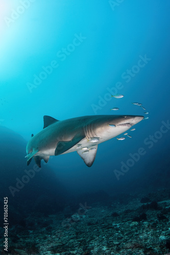 sand tiger shark (grey nurse shark) and school of little fish © andriislonchak