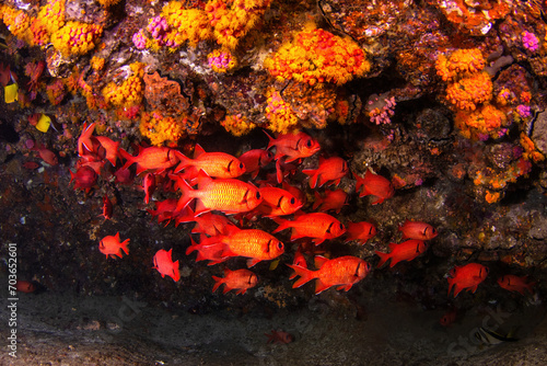 A school of soldierfish