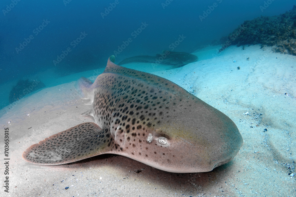 Naklejka premium Zebra sharks resting in sand