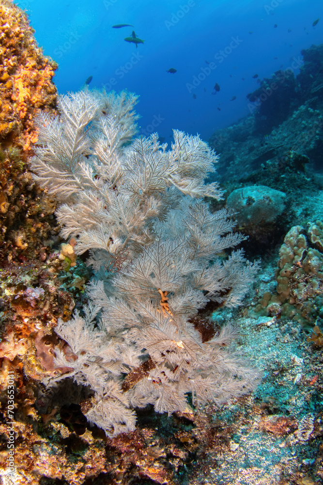 soft coral at the deep reef