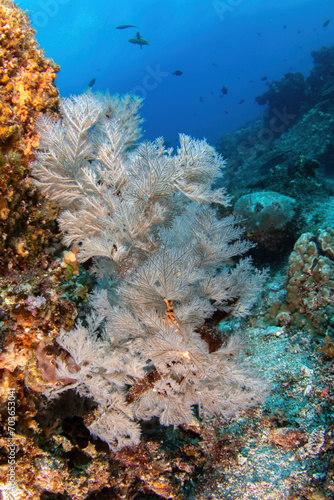 soft coral at the deep reef