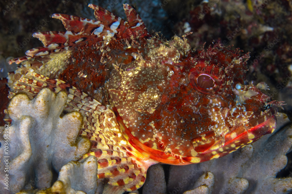 Eastern red scorpionfish resting at the coral Eastern red scorpionfish resting at the coral