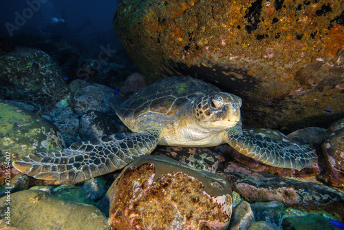 green turtle resting at the sea floor