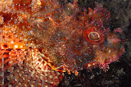 closeup photograph of teh head and eye of eastern red scorpionfish photo