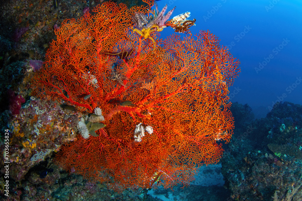 Red gorgonian sea fan at teh reef wall