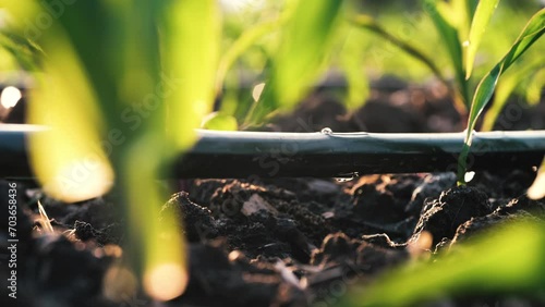 slow motion water drips into soil from drip tape, agriculture drip irrigation system in corn plantation, agricultural technology and saving water