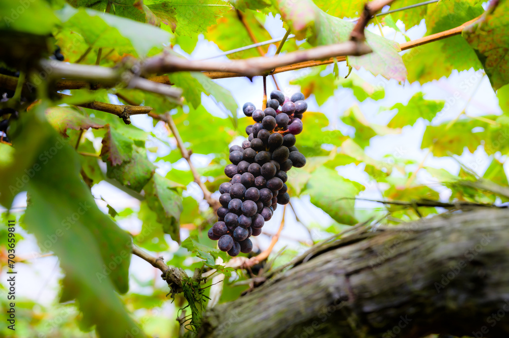 Fresh grapes on the tree