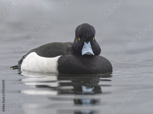 Low angle tufted duck