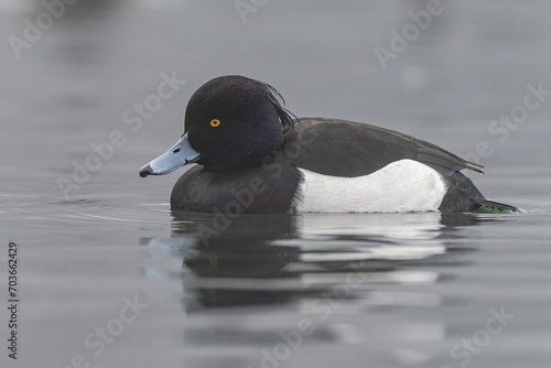 Low angle tufted duck