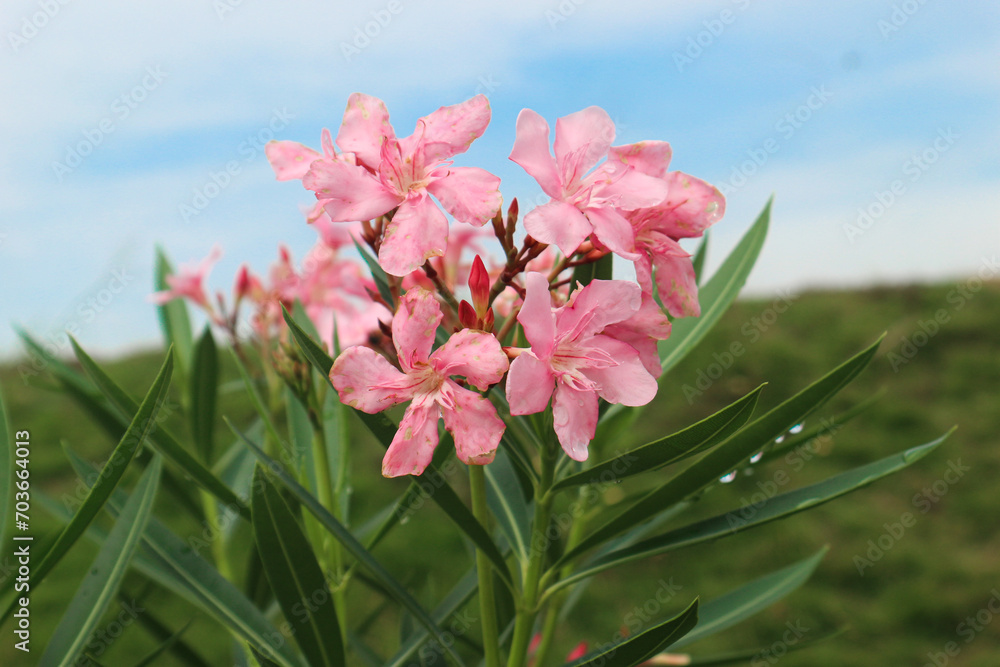 Nerium oleander, Pink oleander flowers in the garden Nerium oleander, Pink oleander flowers in the garden