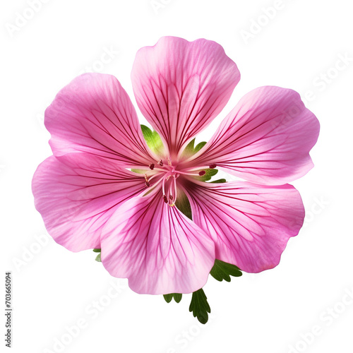 Gorgeous geranium hybrid blossoming isolated on transparent background