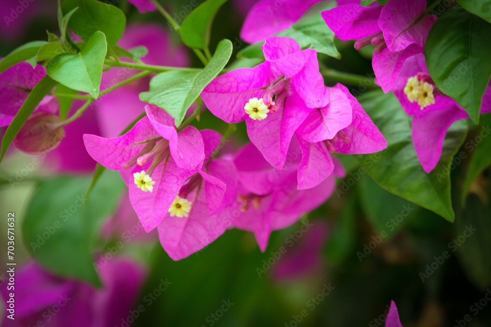 Blooming branch of Bougainvillea with purple flowers and green foliage. Blooming branch of Bougainvillea with purple flowers and green foliage.