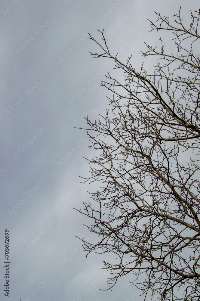 tree silhouette against the sky in the forest tree silhouette against the sky in the forest