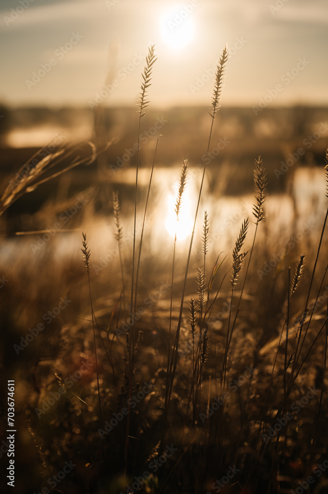 Fototapeta premium the breadbasket in the golden light of the setting sun