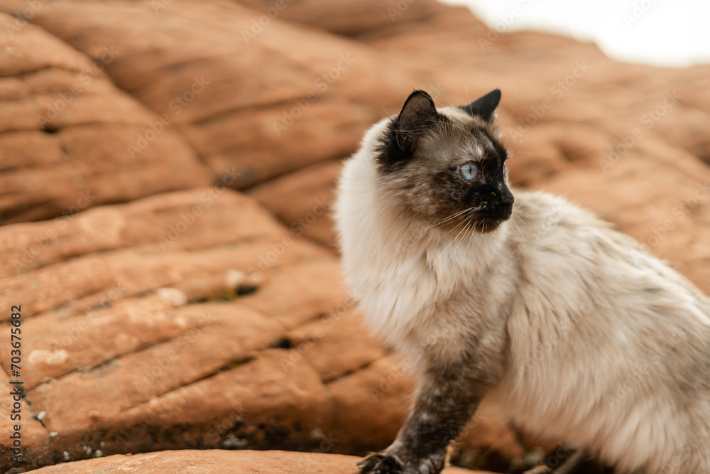 Cat in Desert Empty Space Good Background Cat in Desert Empty Space Good Background