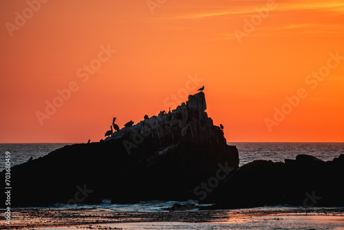 Sunset silhouette coastal rocks and birds