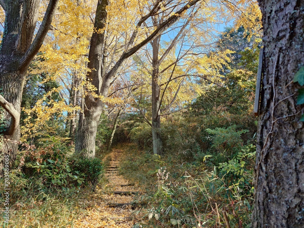 beautiful path in a forest beautiful path in a forest